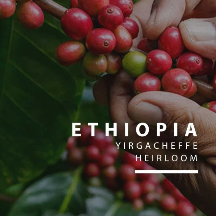 Ethiopia Yirgacheffe Meteku Shento