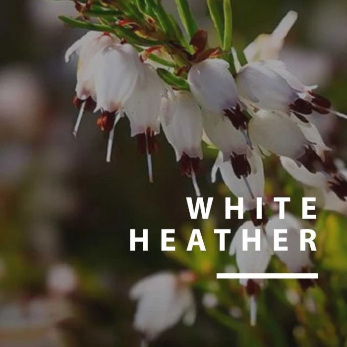 White Heather